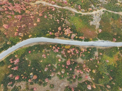 Forest road aerial photography
